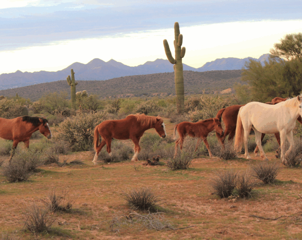Cave Creek Horses Image 01 Cave Creek Horses Image 01