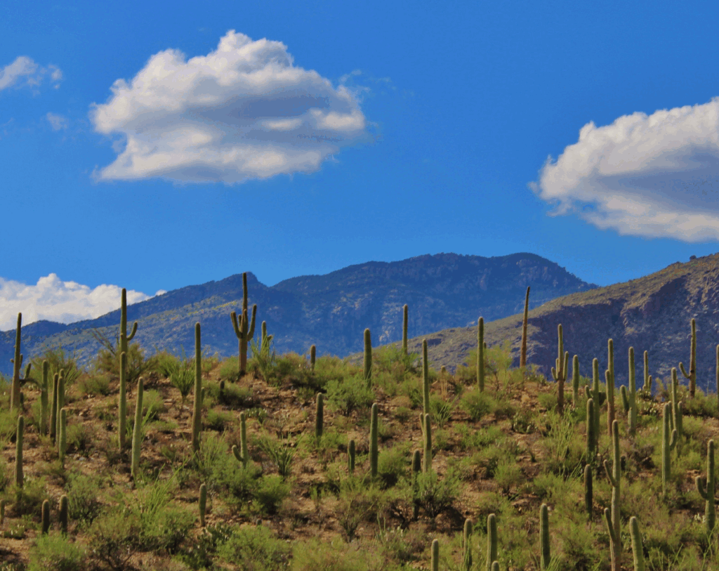 Cave Creek Landscape Image 01 Cave Creek Landscape Image 01