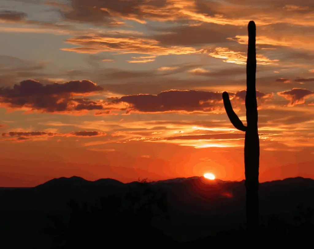 Litchfield Park Landscape Image 01