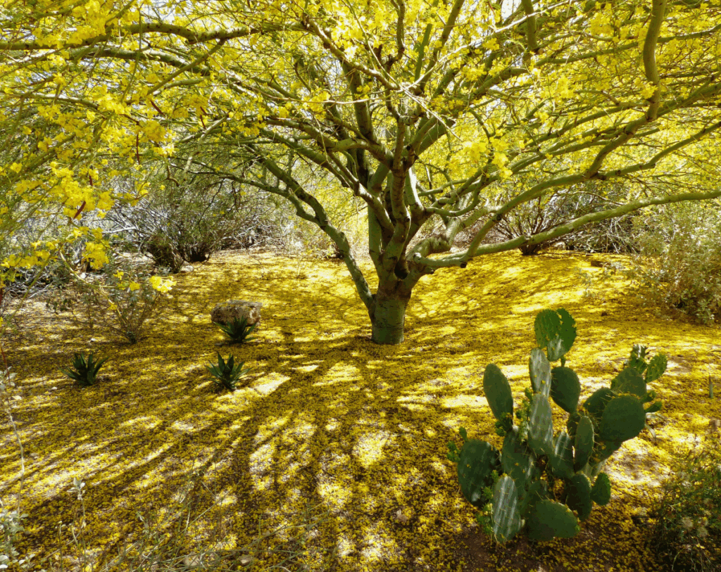 Rio Verde Desert Image 01