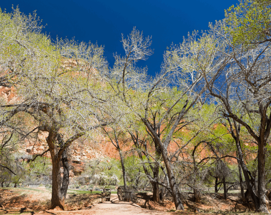 Cottonwood Concierge Medicine